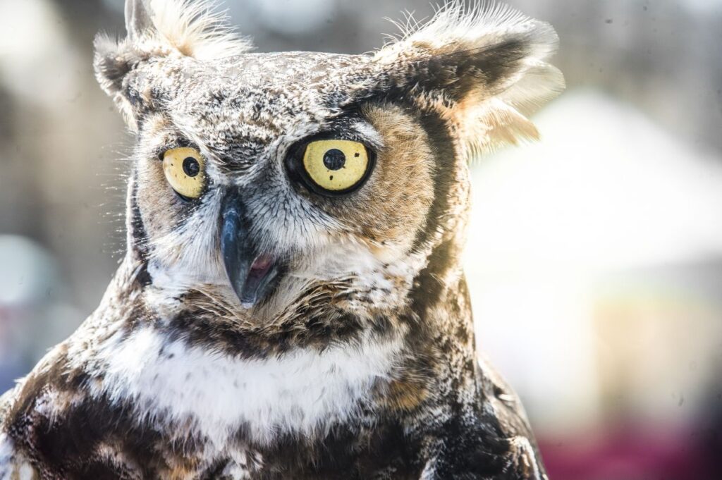 Owl portrait Stock Free