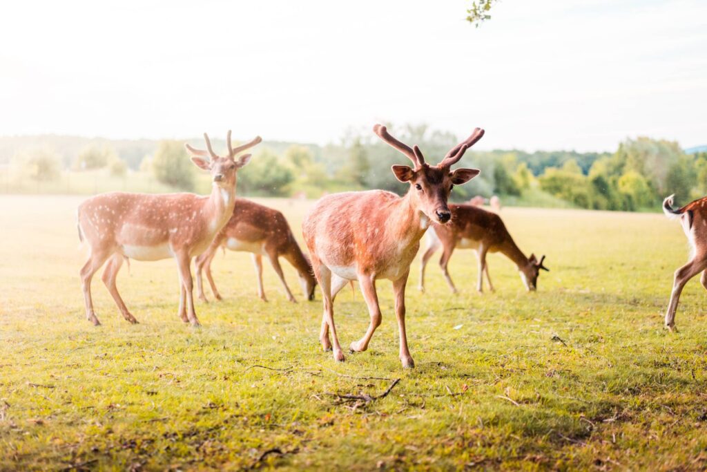 Pack of Fallow Deer Free Photo