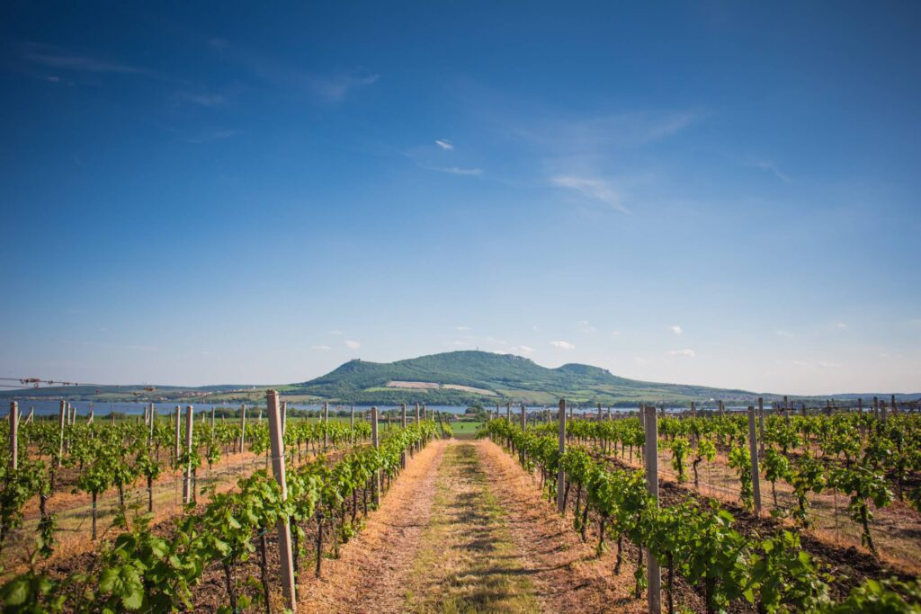 Pálava Hills Wine Scenery, Czech Republic Free Photo