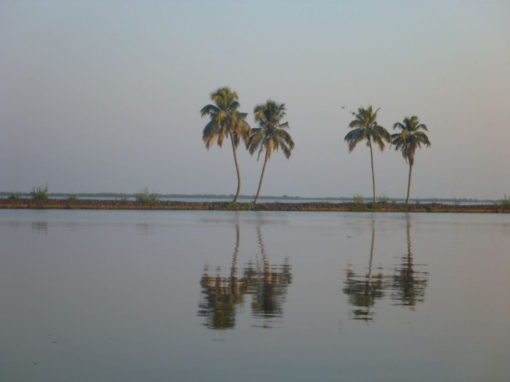 Palm Coconut Trees Reflection Stock Free