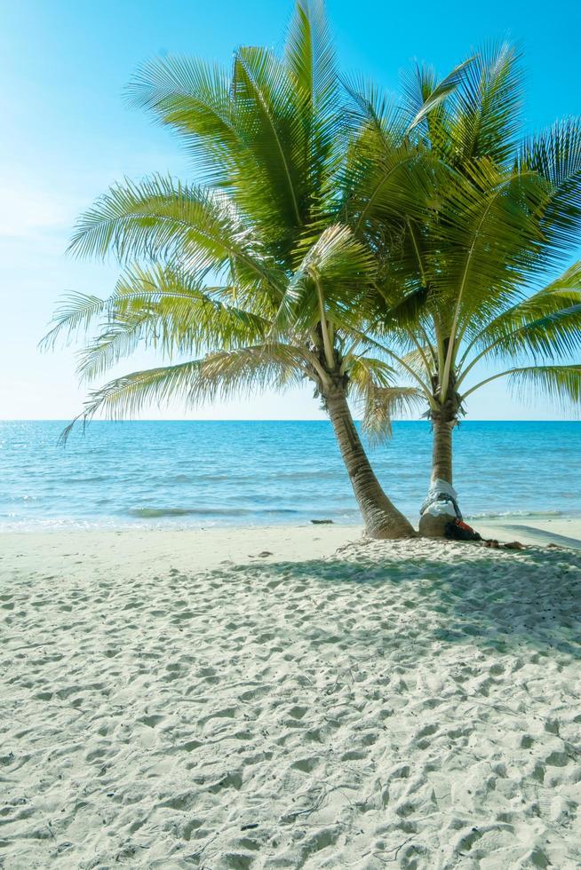 Palm tree on the tropical beach,with a beautiful sea view on blue sky nature background Stock Free