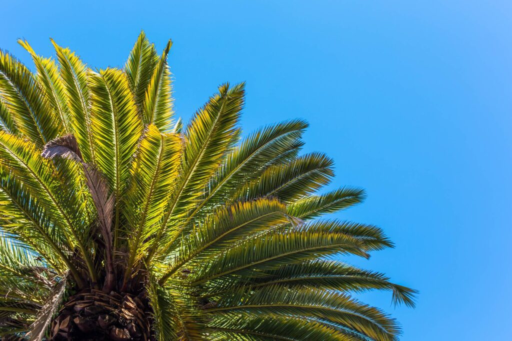 Palm Tree View from Below Against Clear Sky Free Photo