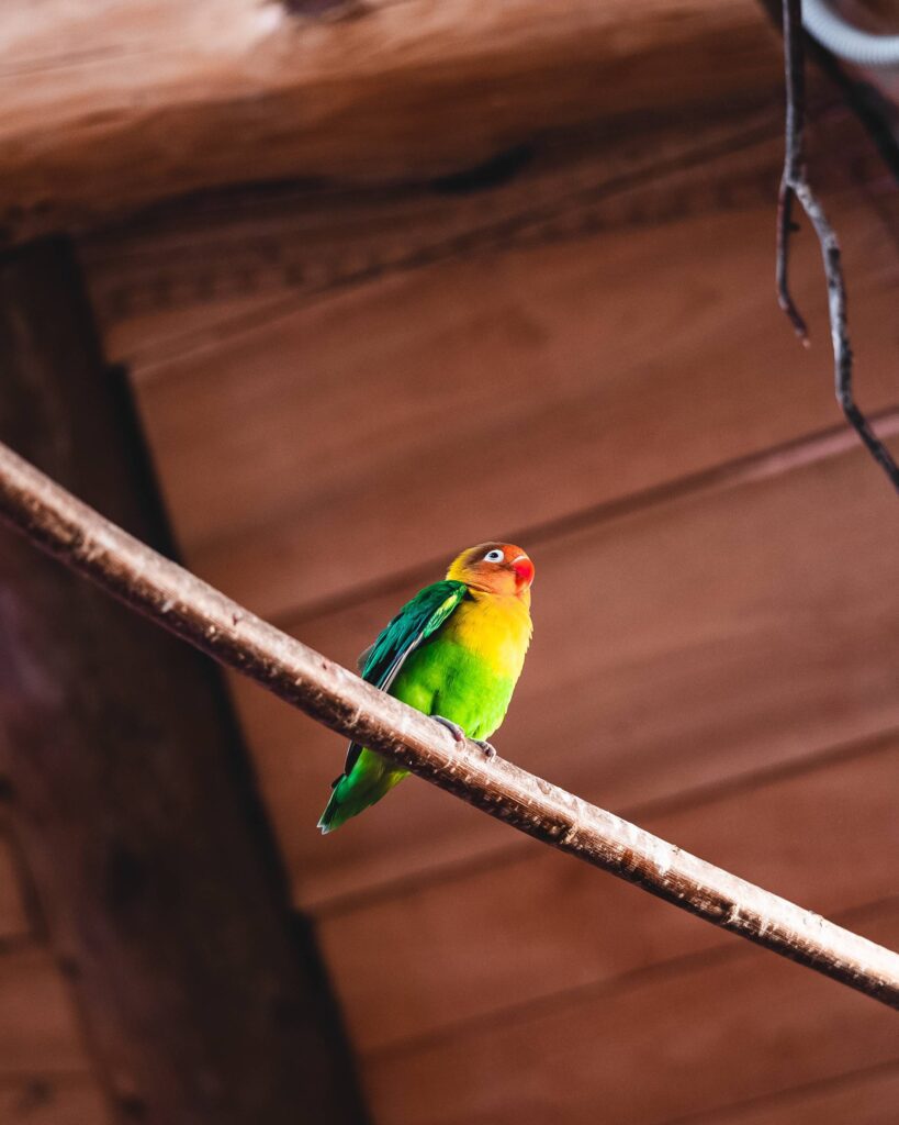 Parrot Agapornis Fischeri Free Photo