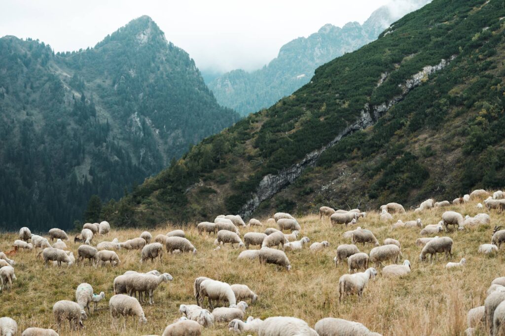 Pasture Full of Sheep in Mountains Free Photo