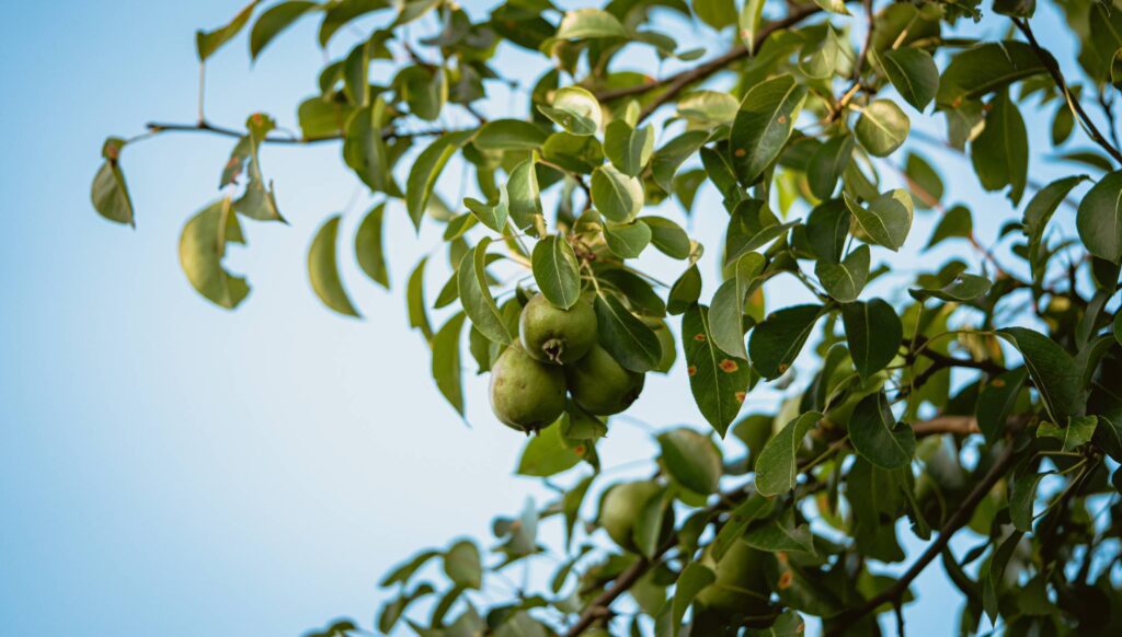 Pear Tree Free Photo