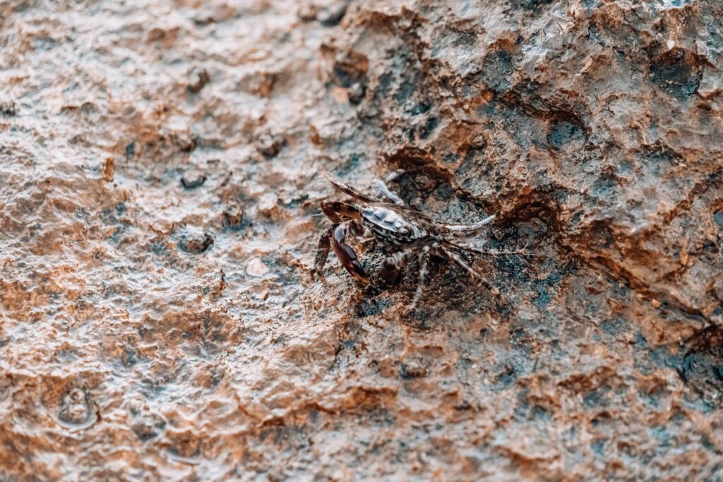 Perfectly Masked Crab on a Rock Free Photo