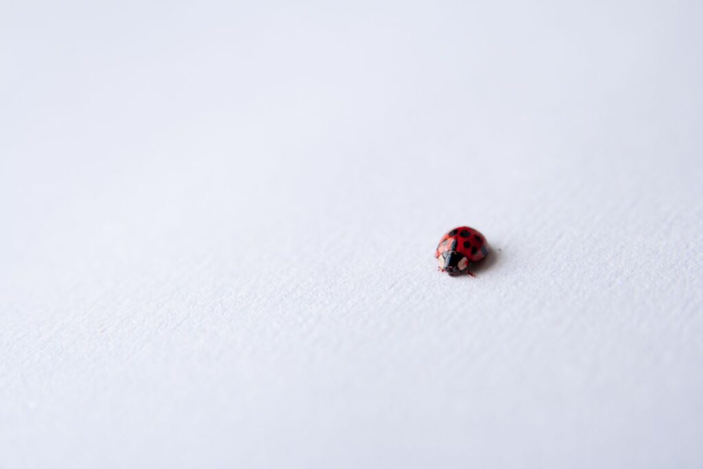 Ladybug Stock Free