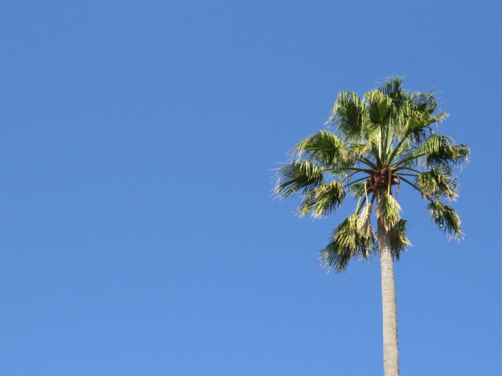 Palm tree Stock Free