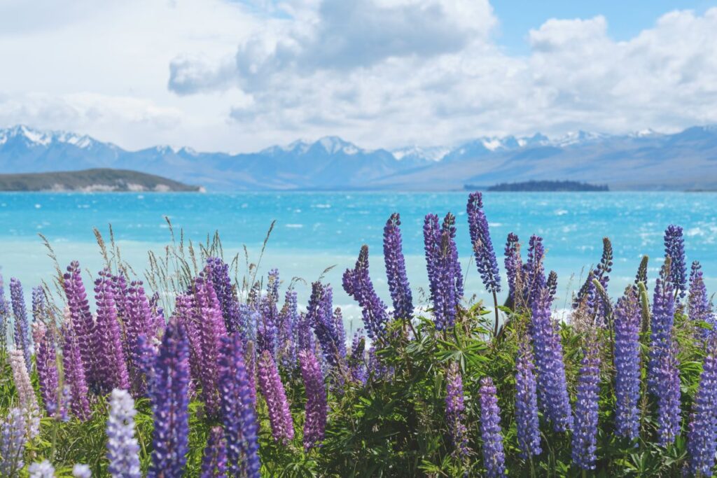 Stunning Lupin flowers at Lake Pukaki New Zealand Stock Free