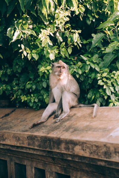 Monkey Wall Free Stock HD Photo