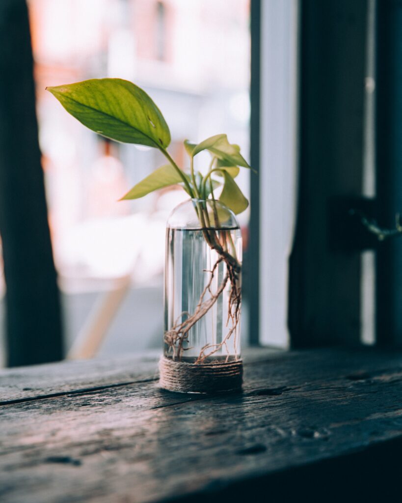 Vase Plant Window Free Stock HD Photo