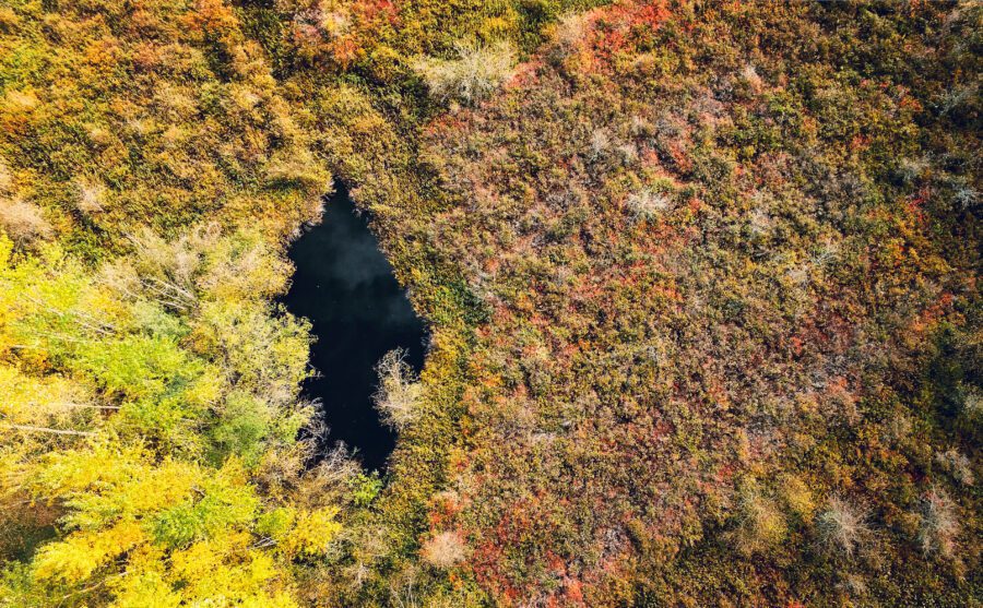 Aerial Forest Nature Free Stock HD Photo