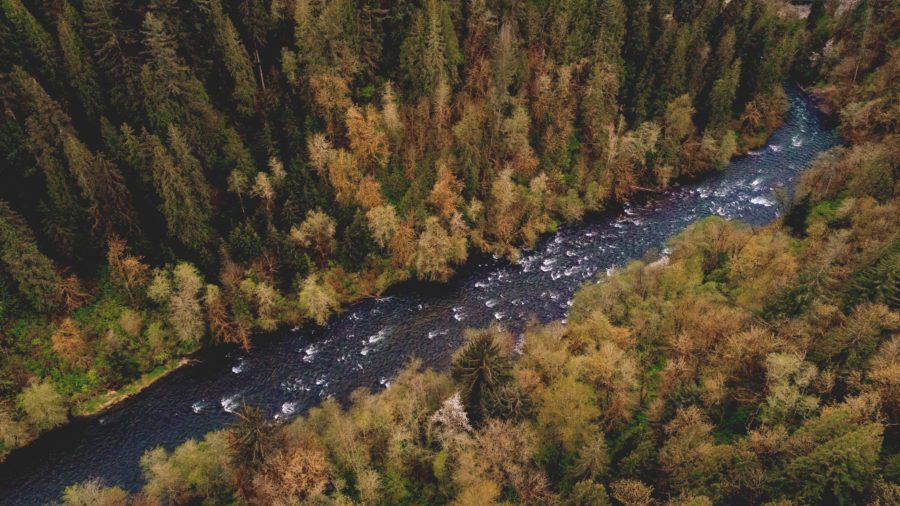 Aerial River Forest Free Stock HD Photo