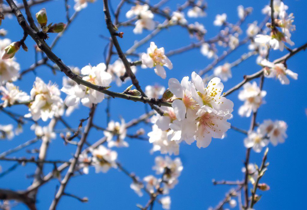 Almond Blossom Free Stock HD Photo