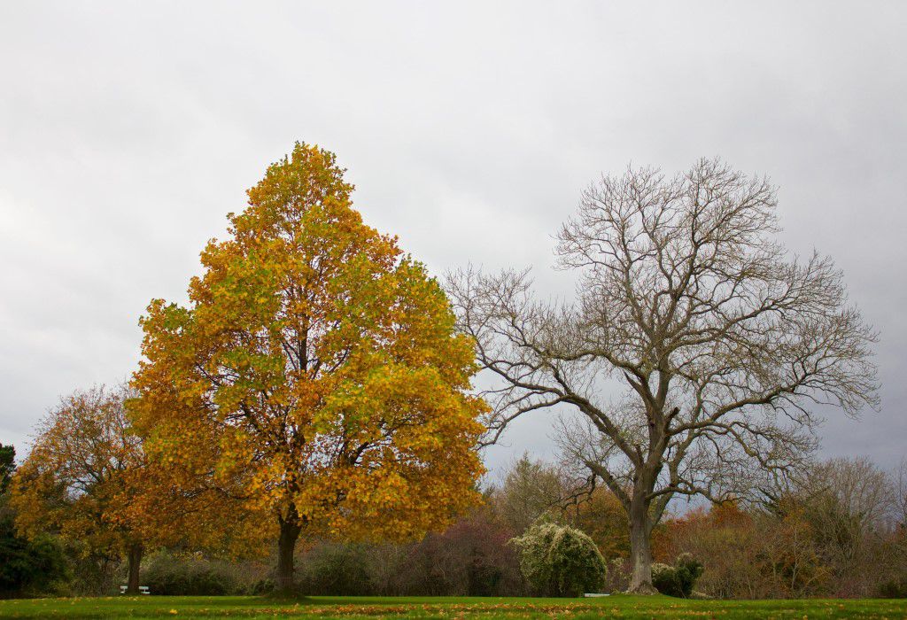 Autumn Contrast Free Stock HD Photo