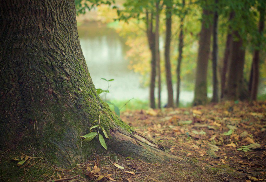 Autumn Forest Free Stock HD Photo