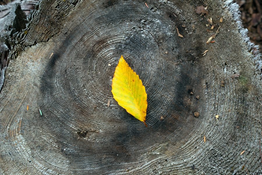 Yellow Autumn Leaf Free Stock HD Photo