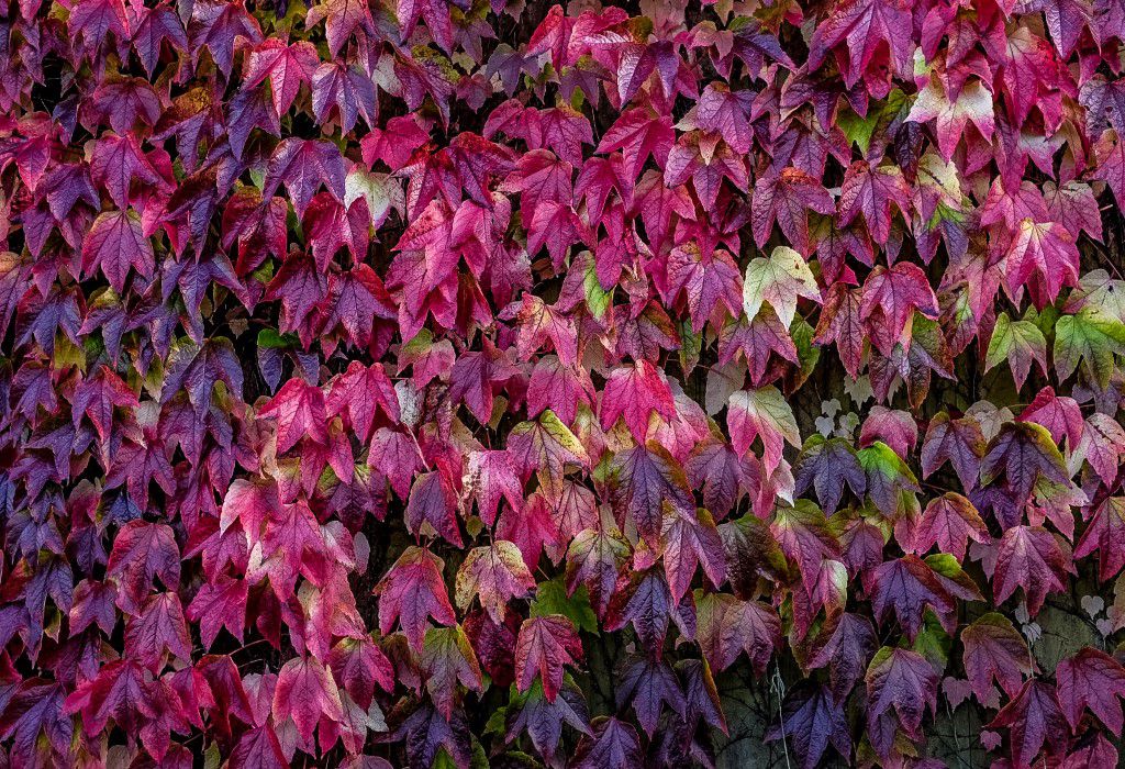 Autumn Leaf Wall Free Stock HD Photo