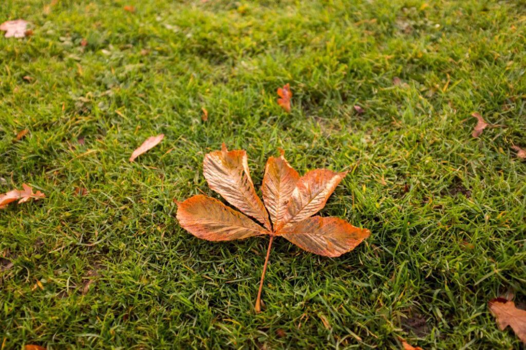 Autumn Leaves On Grass Free Stock HD Photo