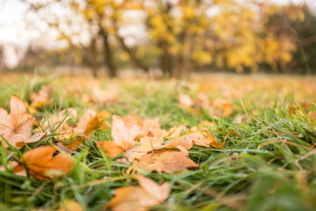 Fall Leaves on the Grass Free Stock HD Photo