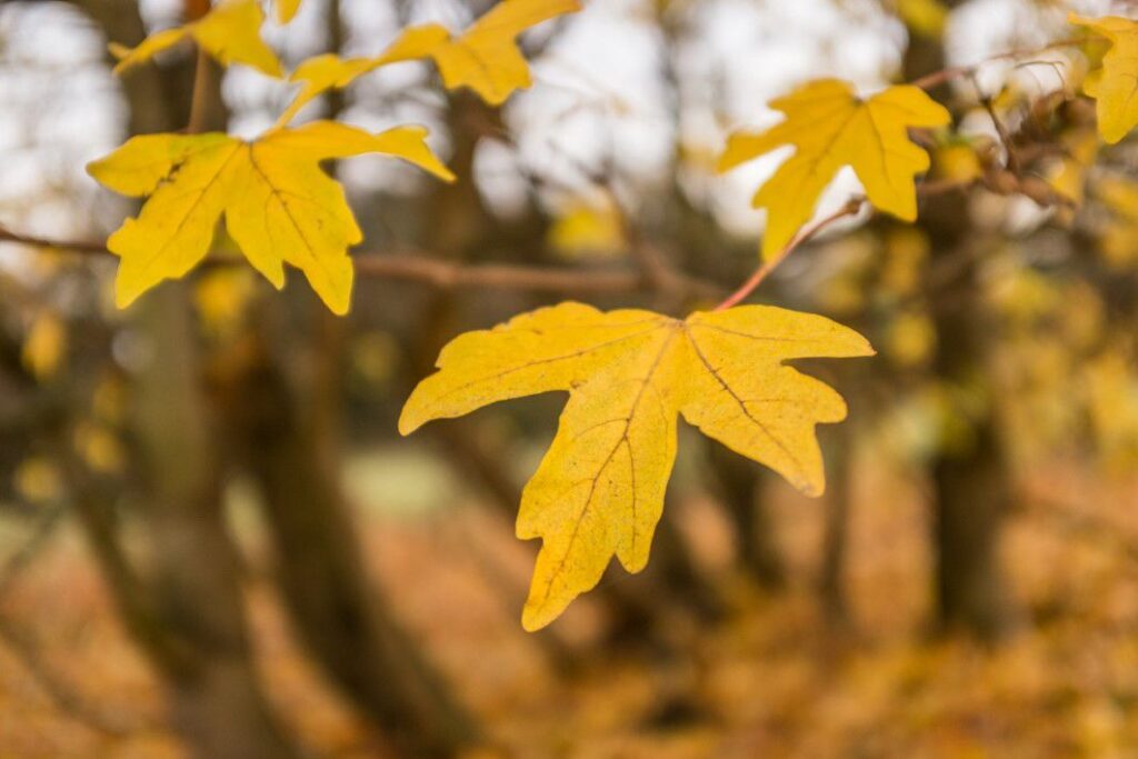 Autumn Leaves On Tree Free Stock HD Photo