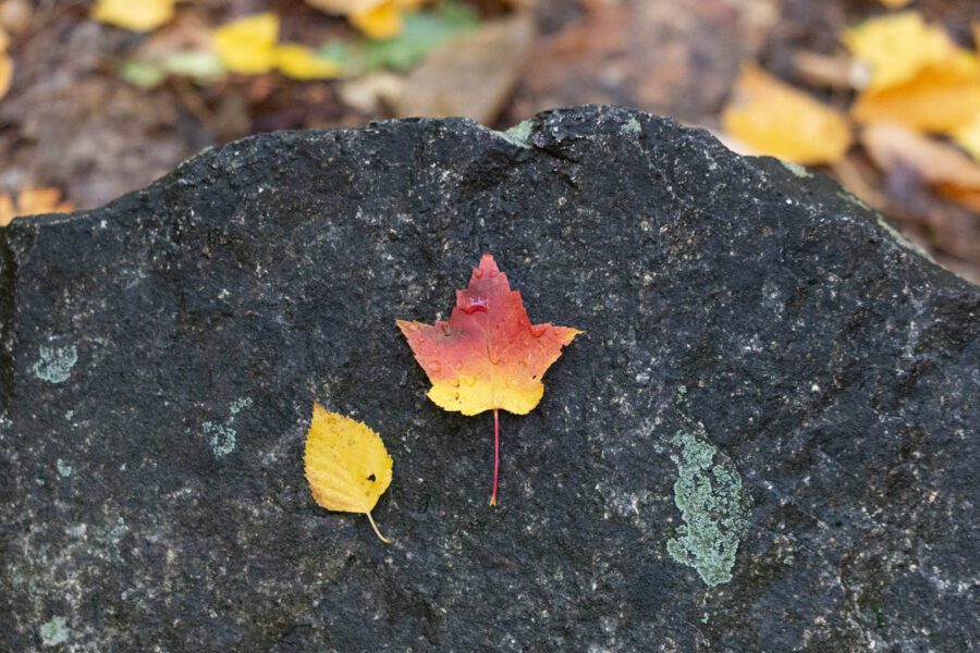 Fall Leaf Autumn Free Stock HD Photo