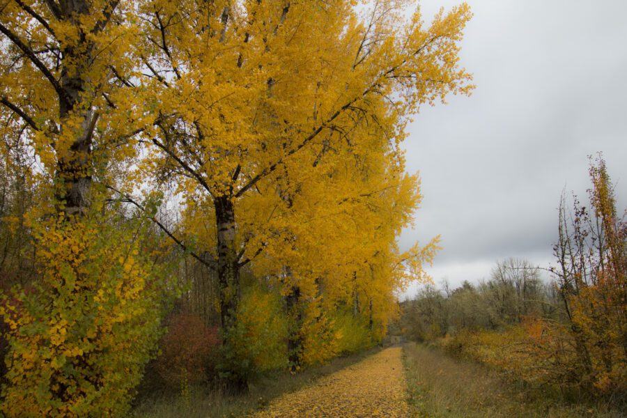 Autumn Tree Background Free Stock HD Photo