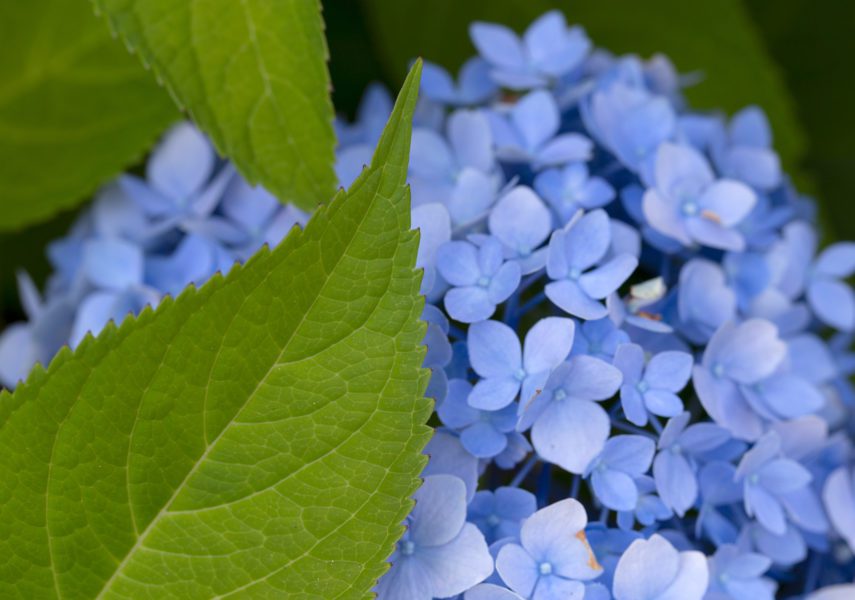 Blue Flowers Free Stock HD Photo