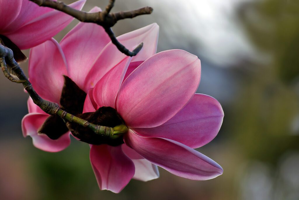 Pink Flower Petals Free Stock HD Photo