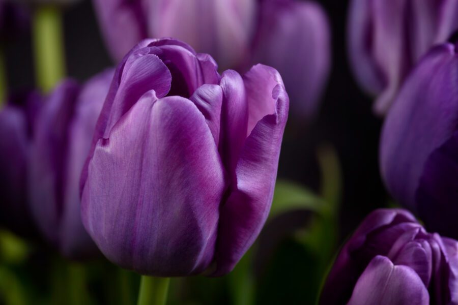 Purple Flowers Close Free Stock HD Photo