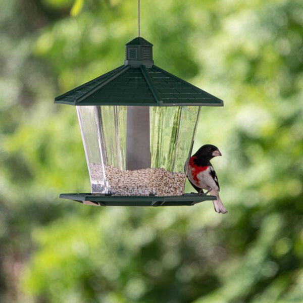 Bird Feeder Nature Free Stock HD Photo