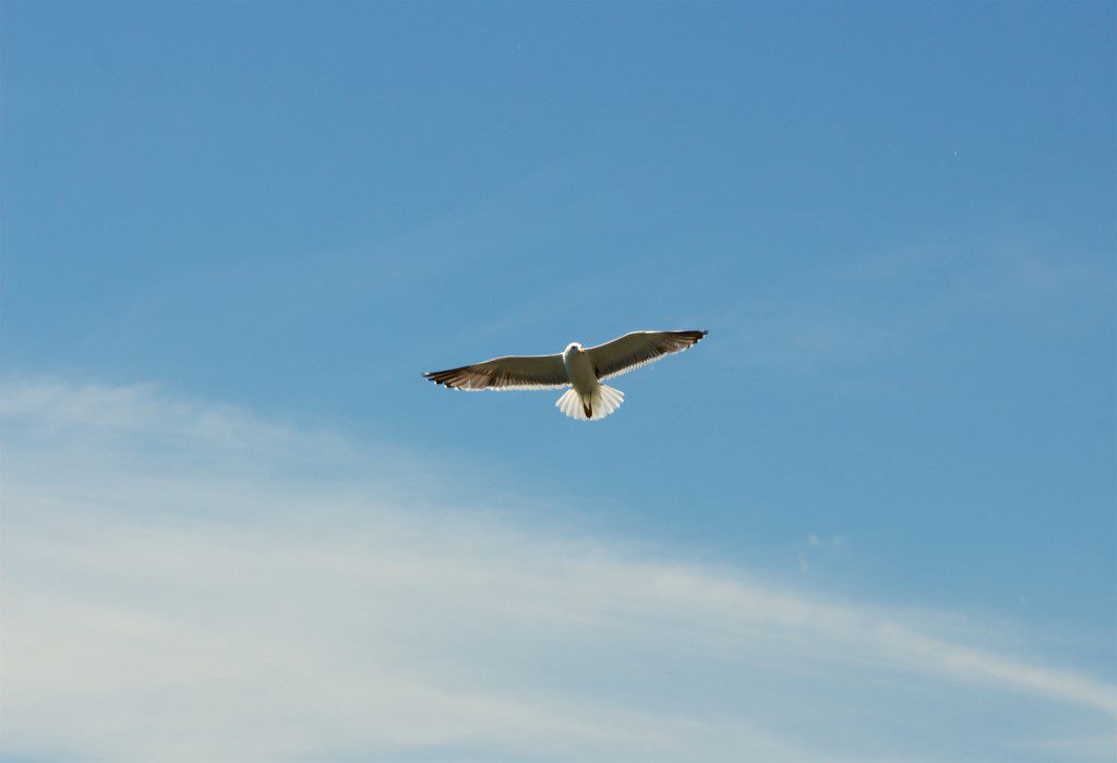 Bird Flying Blue Sky Free Stock HD Photo