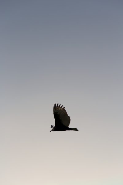 Bird Flying Free Stock HD Photo