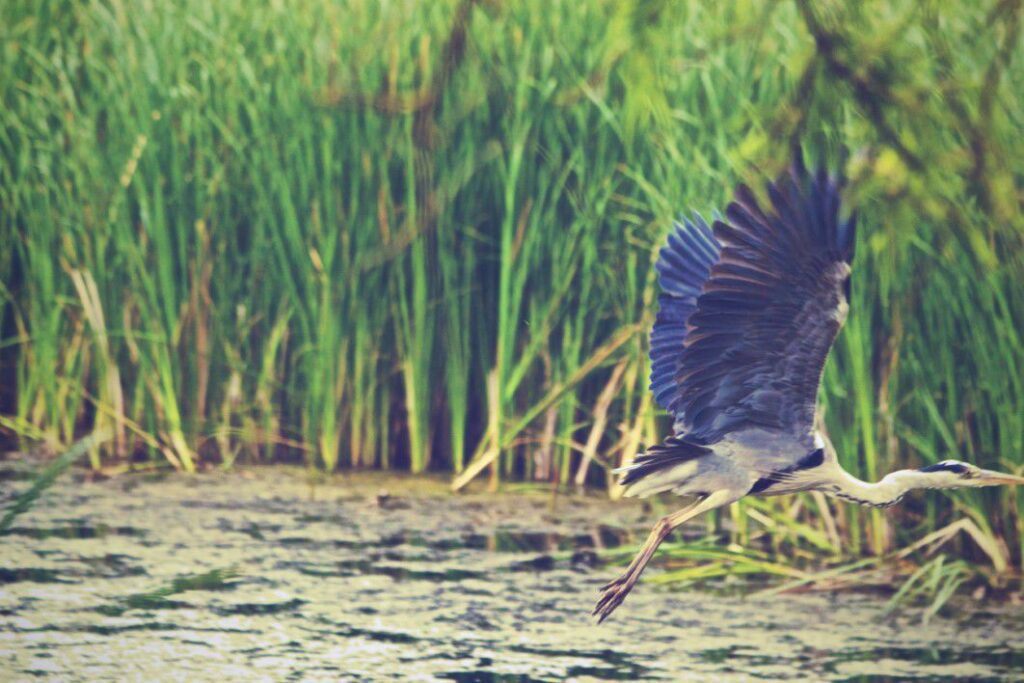 Bird Flying Lake Free Stock HD Photo