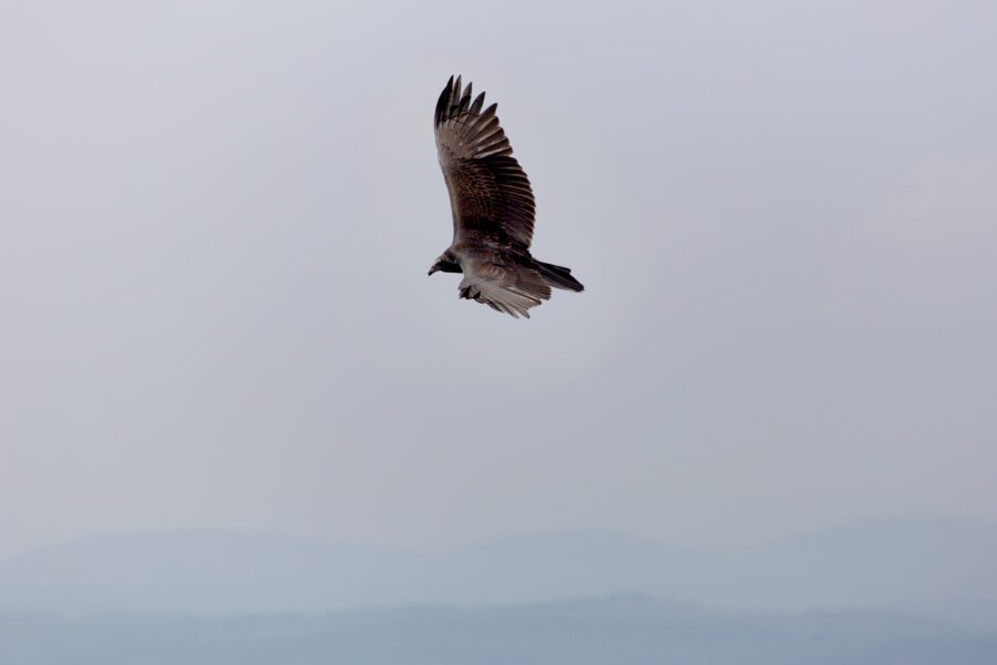 Bird Flying Sky Free Stock HD Photo