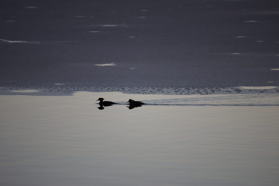 Birds Swimming Water Free Stock HD Photo