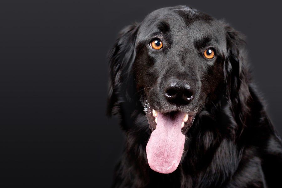 Retriever Free Stock HD Photo