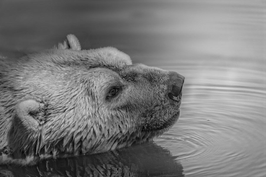 Bear Swimming Free Stock HD Photo