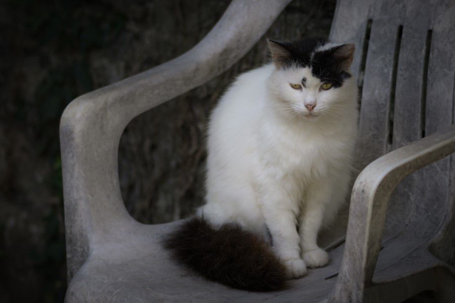 Cat on Chair Free Stock HD Photo