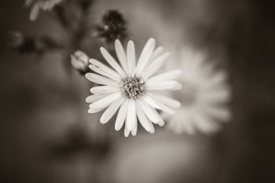 Black White Flower Free Stock HD Photo