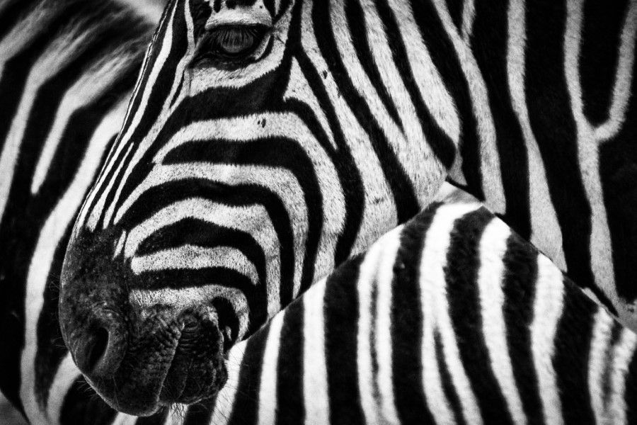 Black & White Zebra Free Stock HD Photo