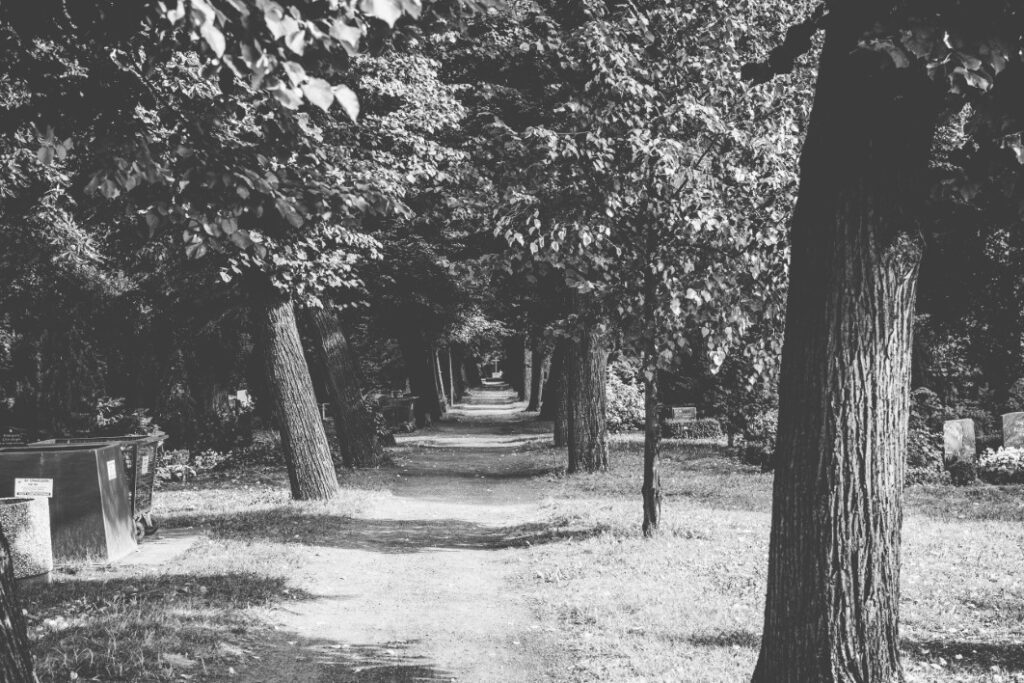 Black & White Forest Walk Free Stock HD Photo