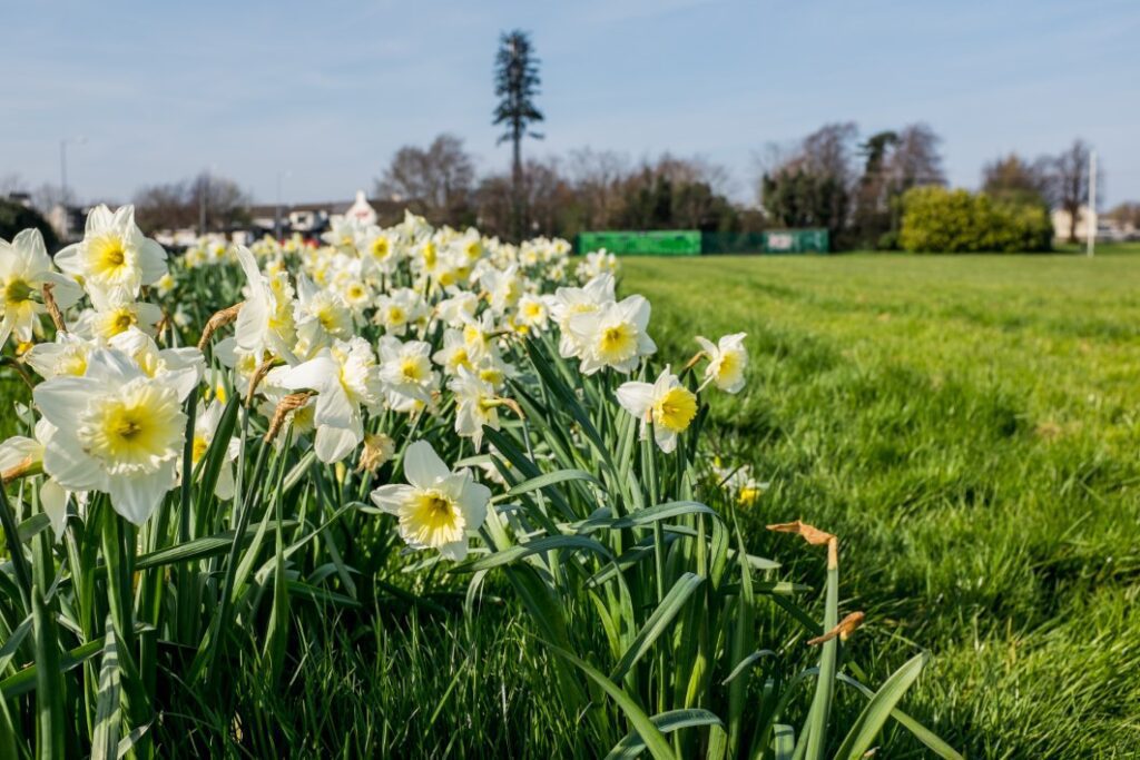 Blooming Daffodils Free Stock HD Photo