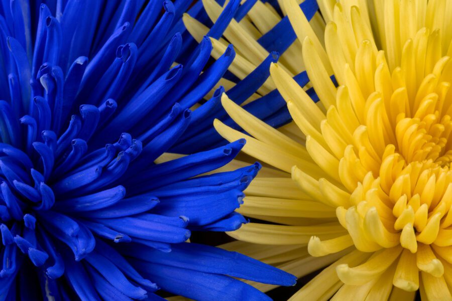 Blue Yellow Flowers Free Stock HD Photo