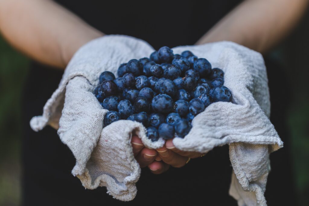 Holding Fresh Blueberries Free Stock HD Photo