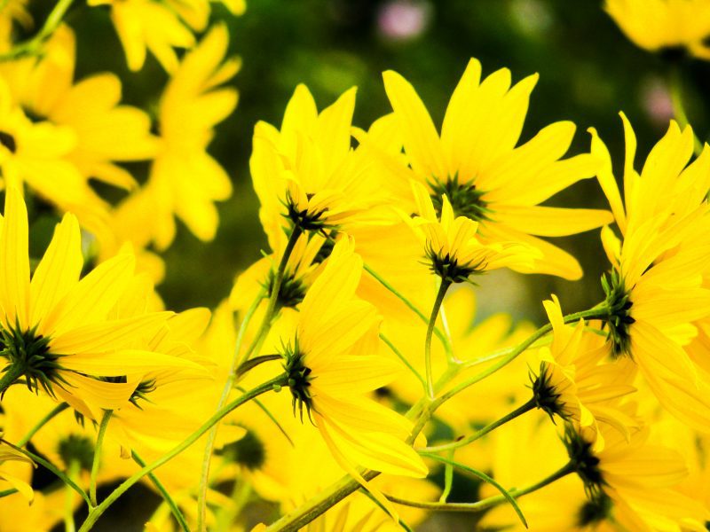 Bold Yellow Flowers Free Stock HD Photo