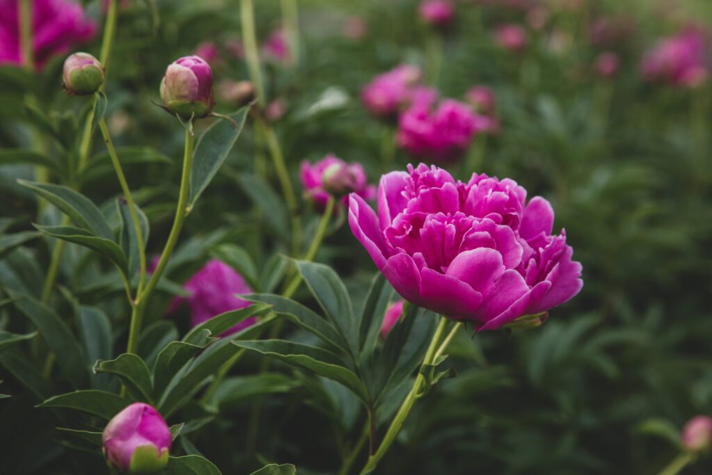 Pink Blossoms Garden Free Stock HD Photo