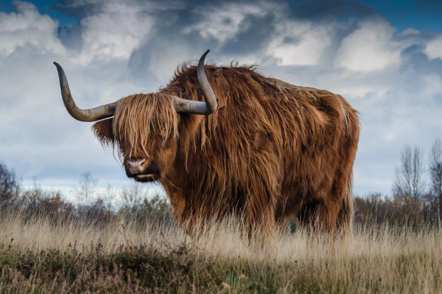 Yak Free Stock HD Photo