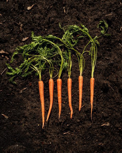 Carrots on Soil Free Stock HD Photo