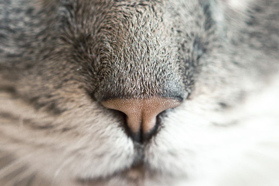 Cat Nose Free Stock HD Photo